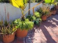 1_Potted-Plants